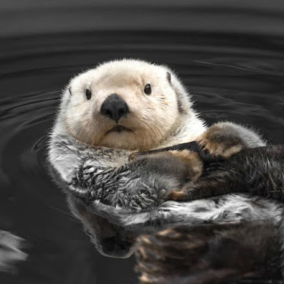 Meet your Posher, Austine - Picture 1 of 1